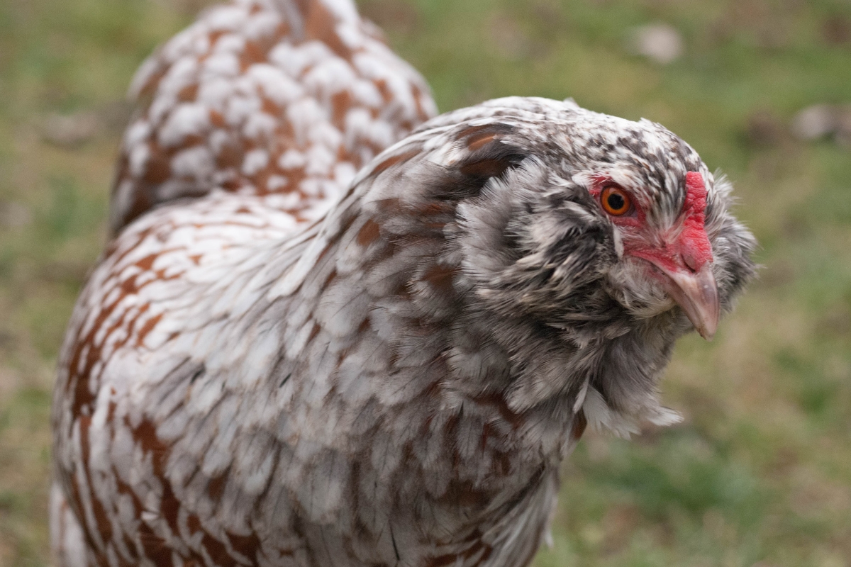 Ameraucana Chicken