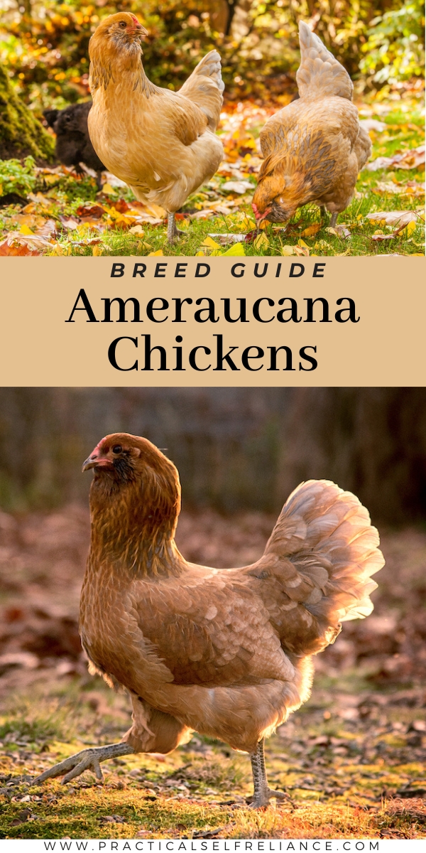 Ameraucana Chicken breed guide