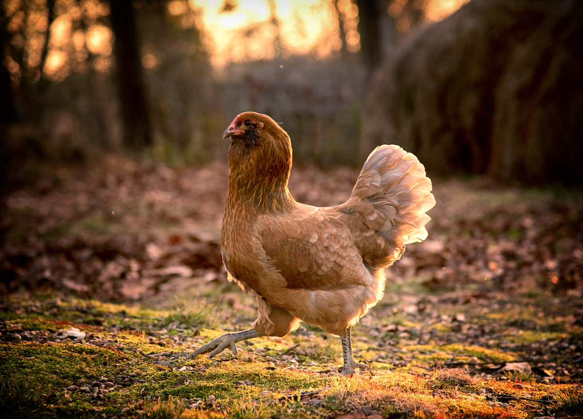 Ameraucana Chicken