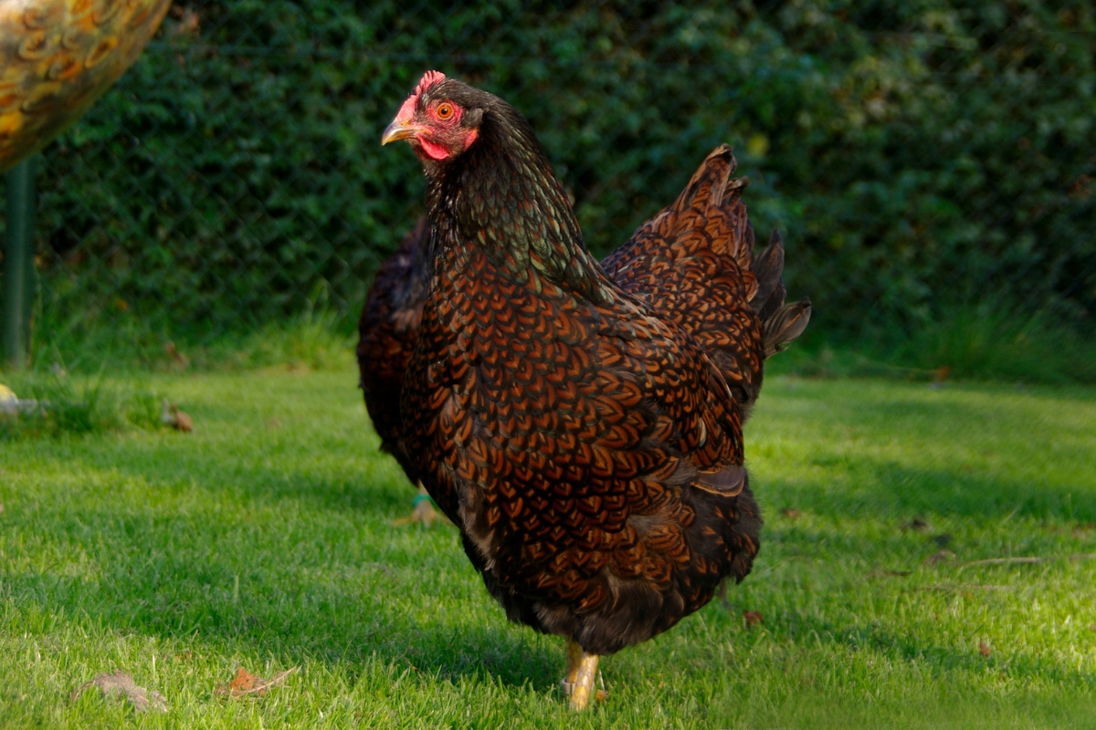 Barnevelder hen