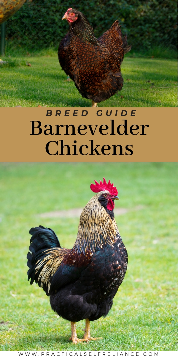 Barnevelder chicken breed guide