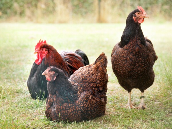 Barnevelder chickens