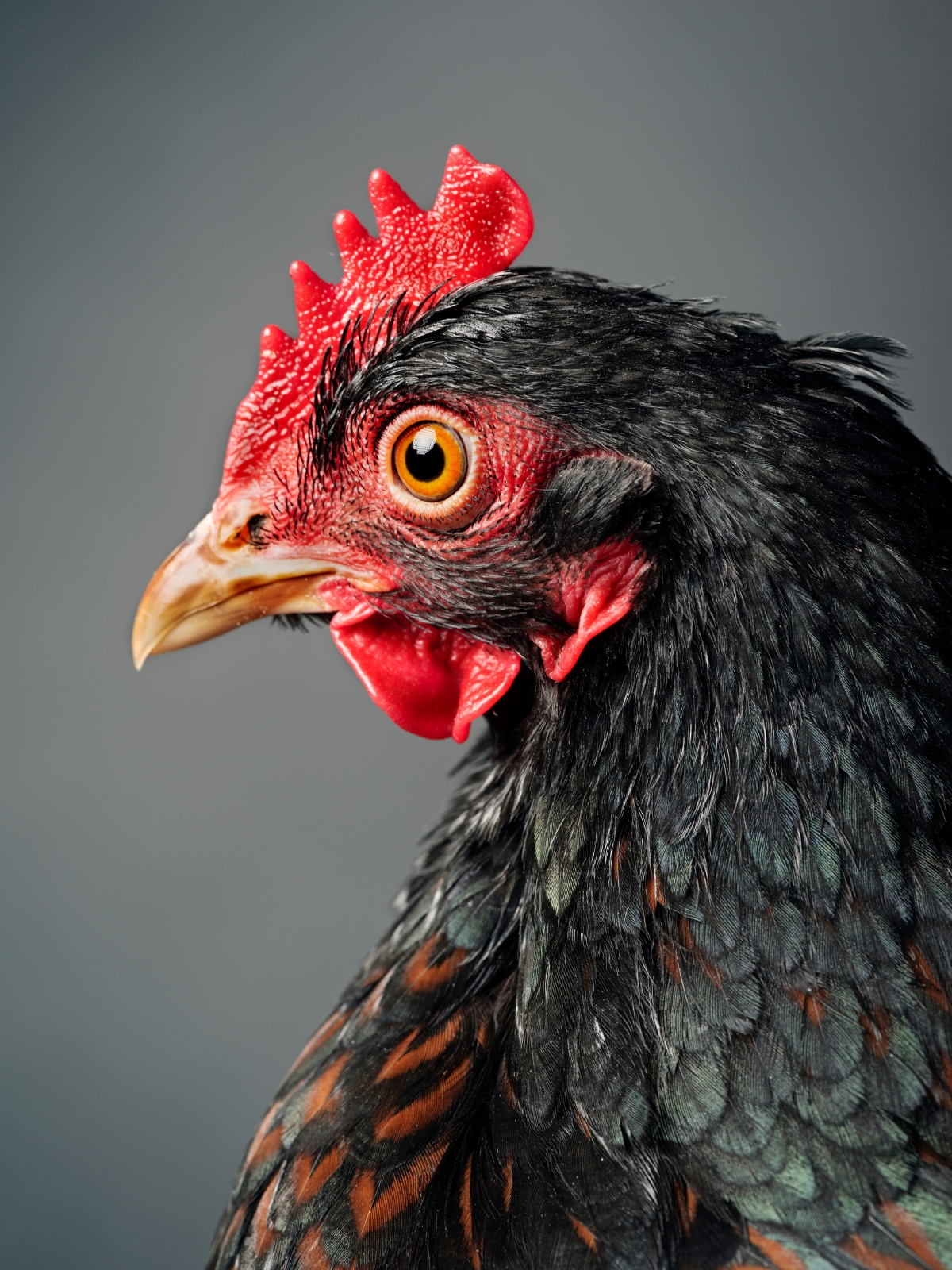 Barnevelder hen