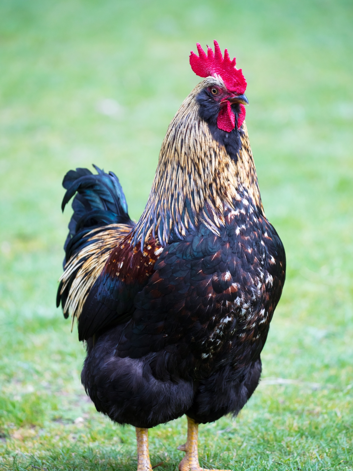 Barnevelder rooster