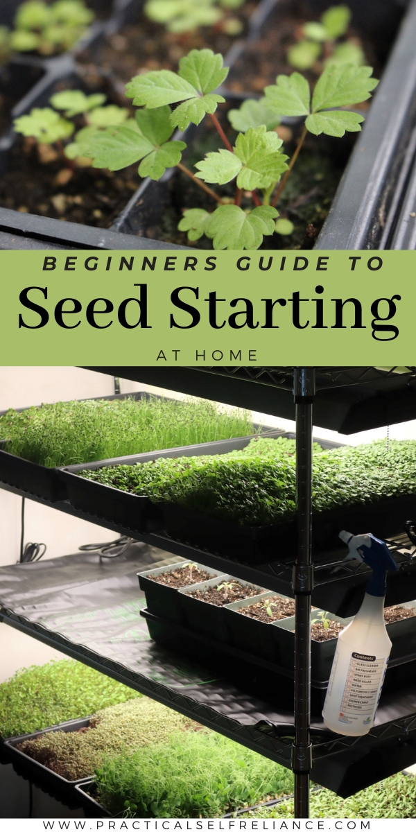 Beginners Guide to Seed Starting