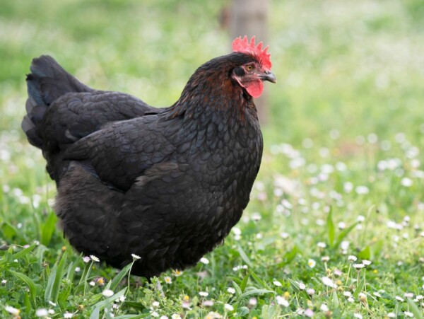 Black Copper Marans Hen