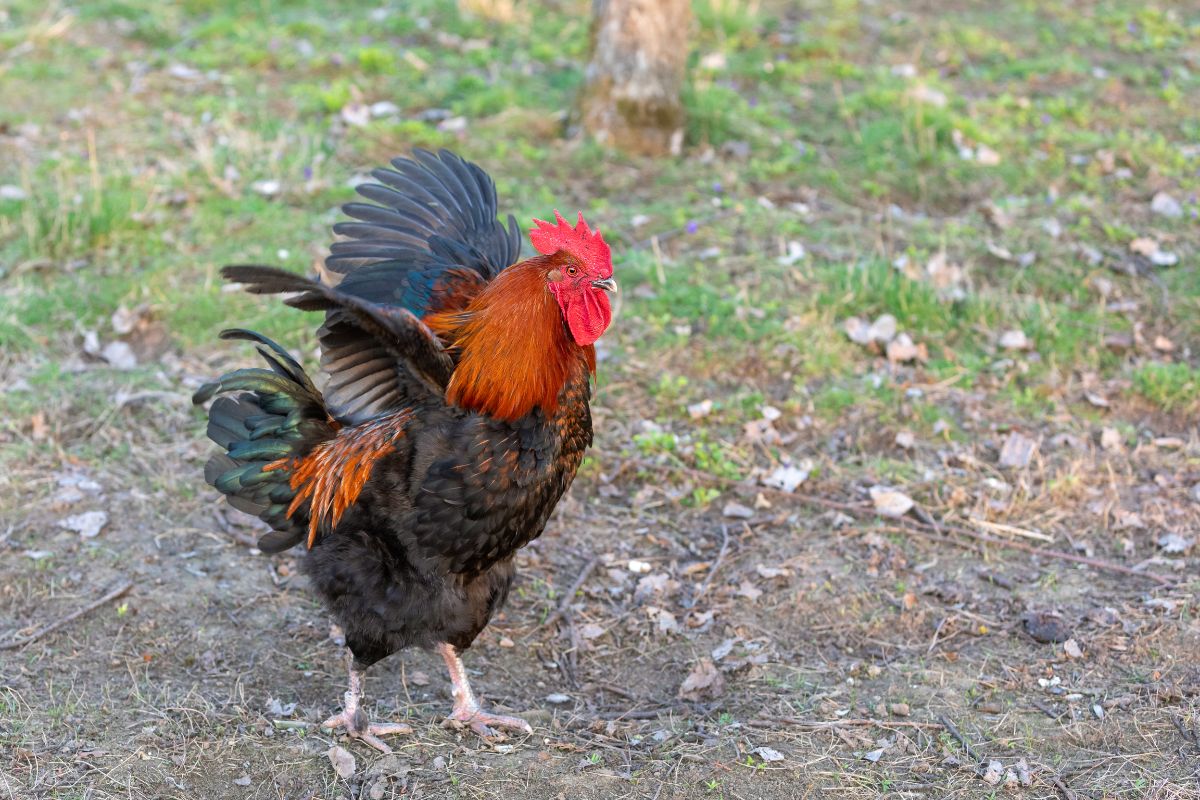 Black Copper Marans Rooster