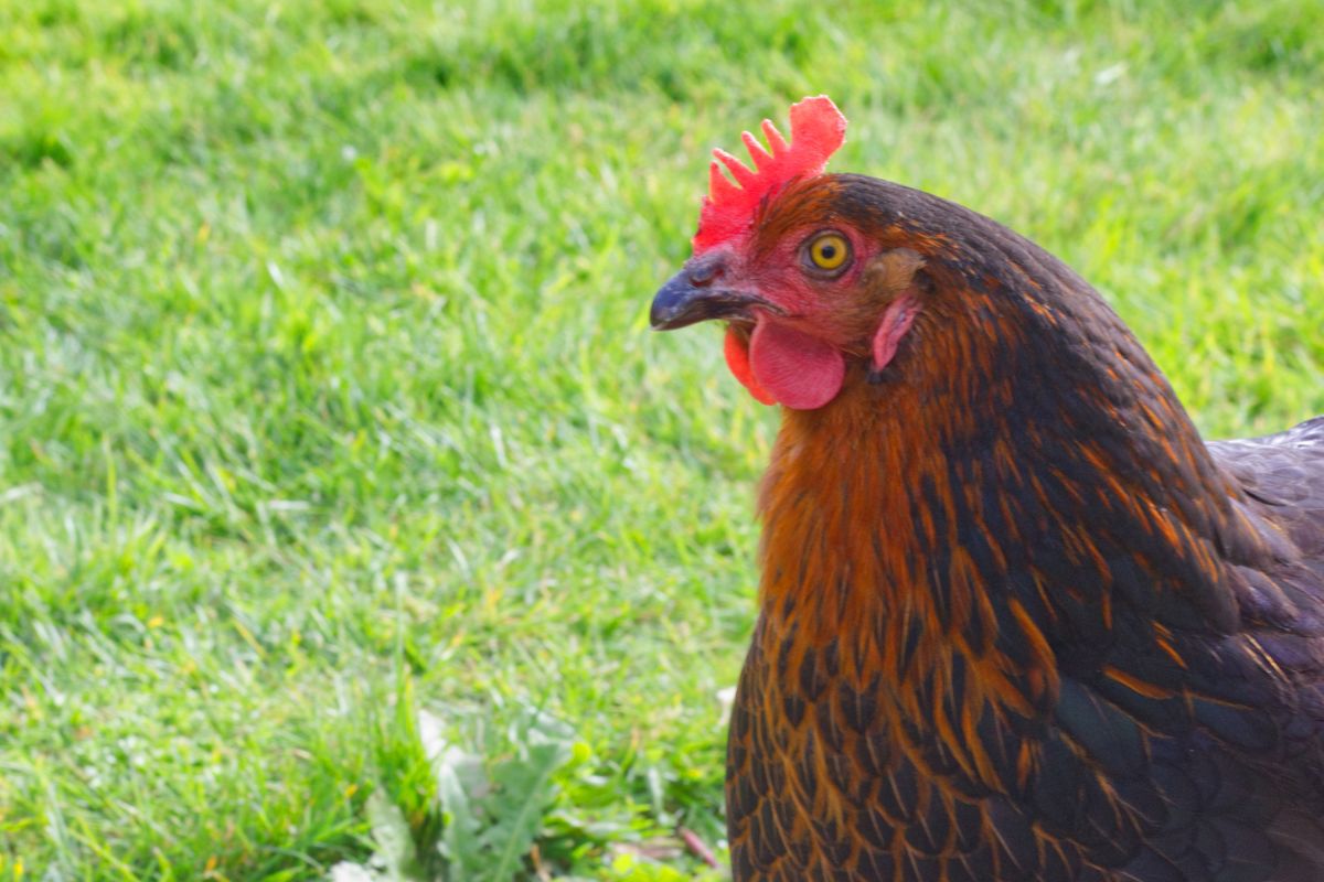 Black Copper Marans