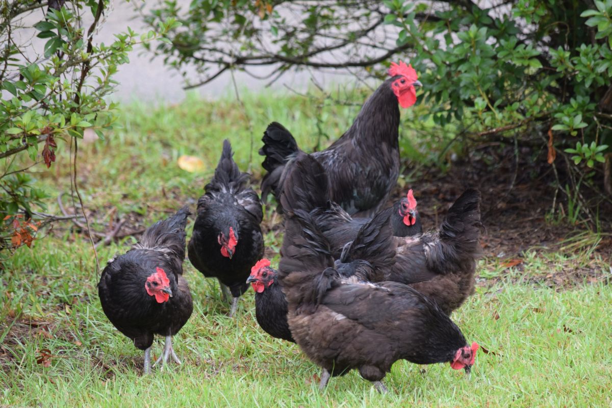 Black Marans