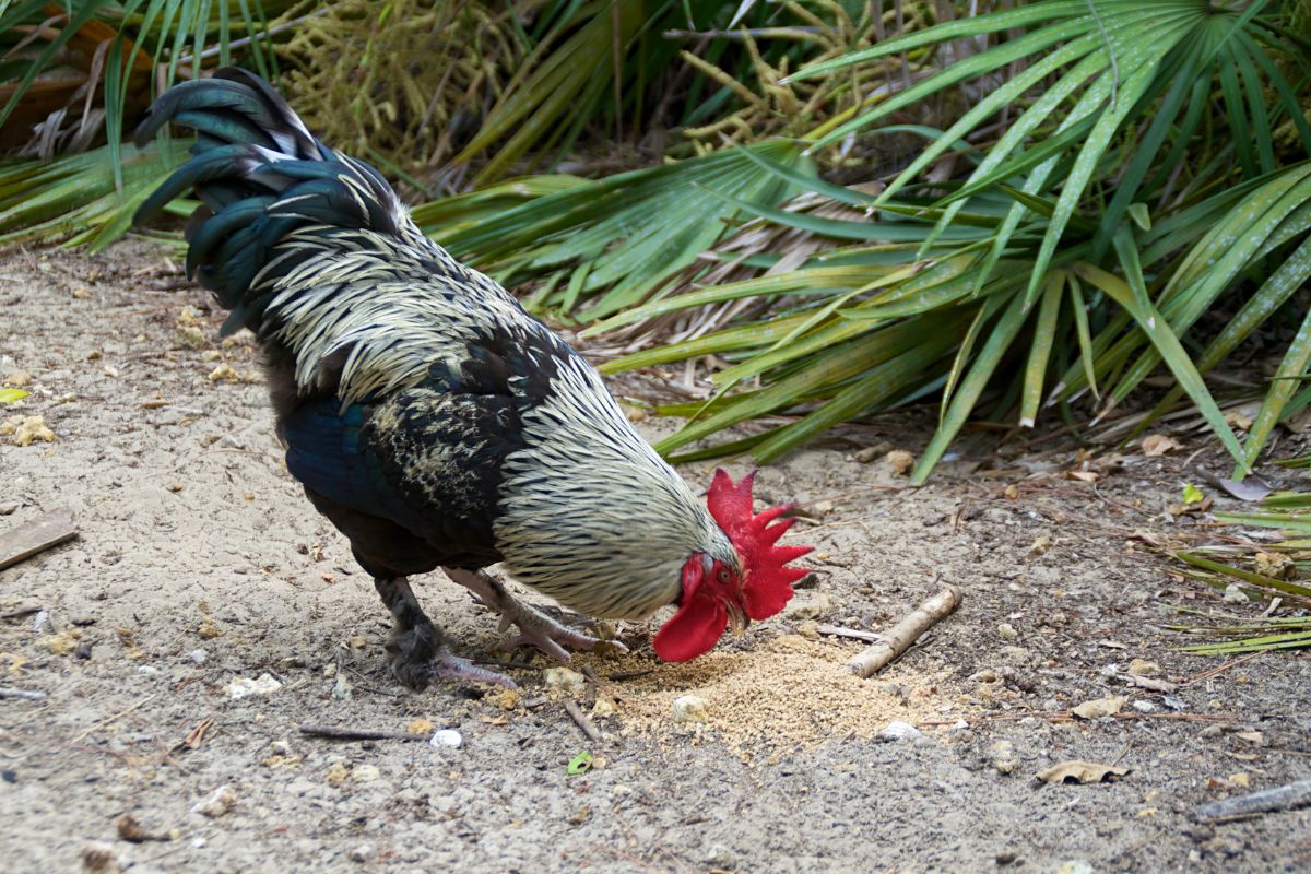 Black and Silver Blue Marans