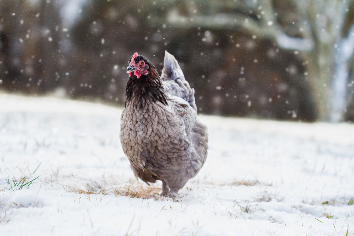 Blue Copper Maran Hen in Snow