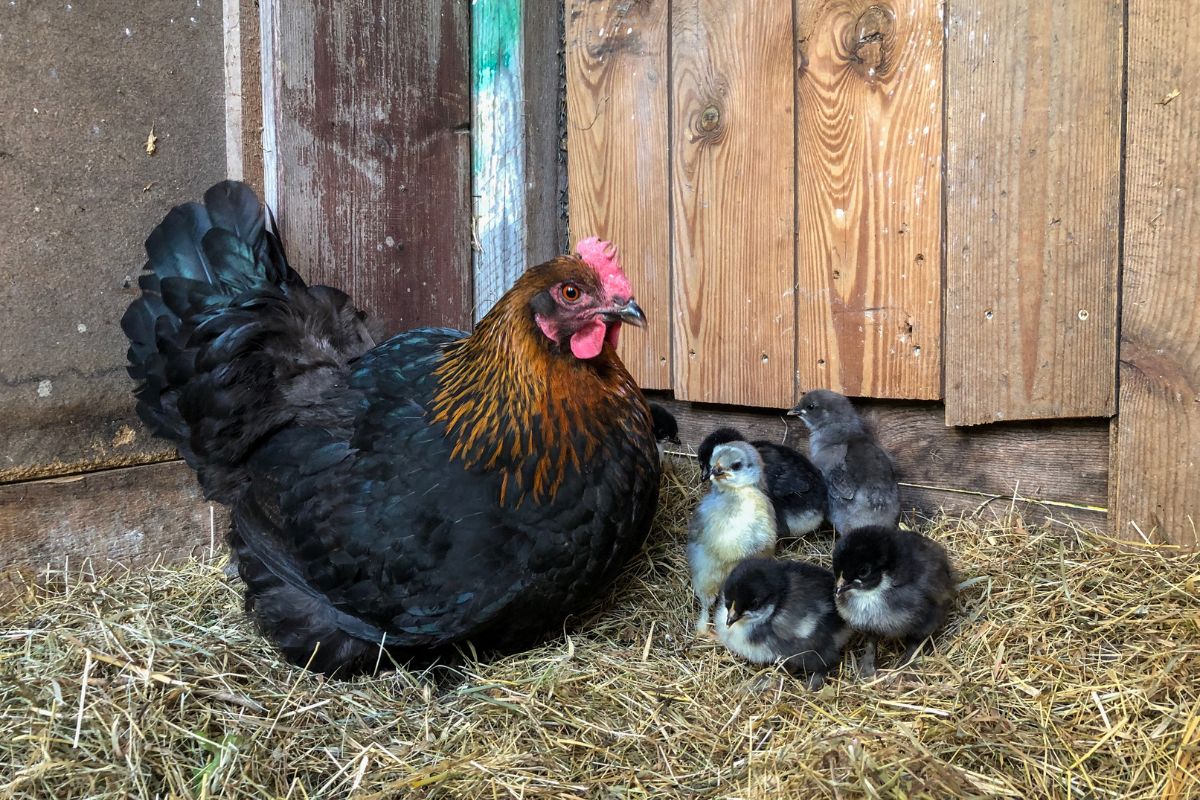 Broody Black Copper Marans Hen