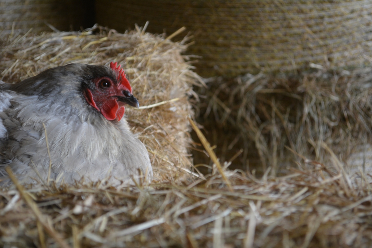 Broody Lavender Orpington