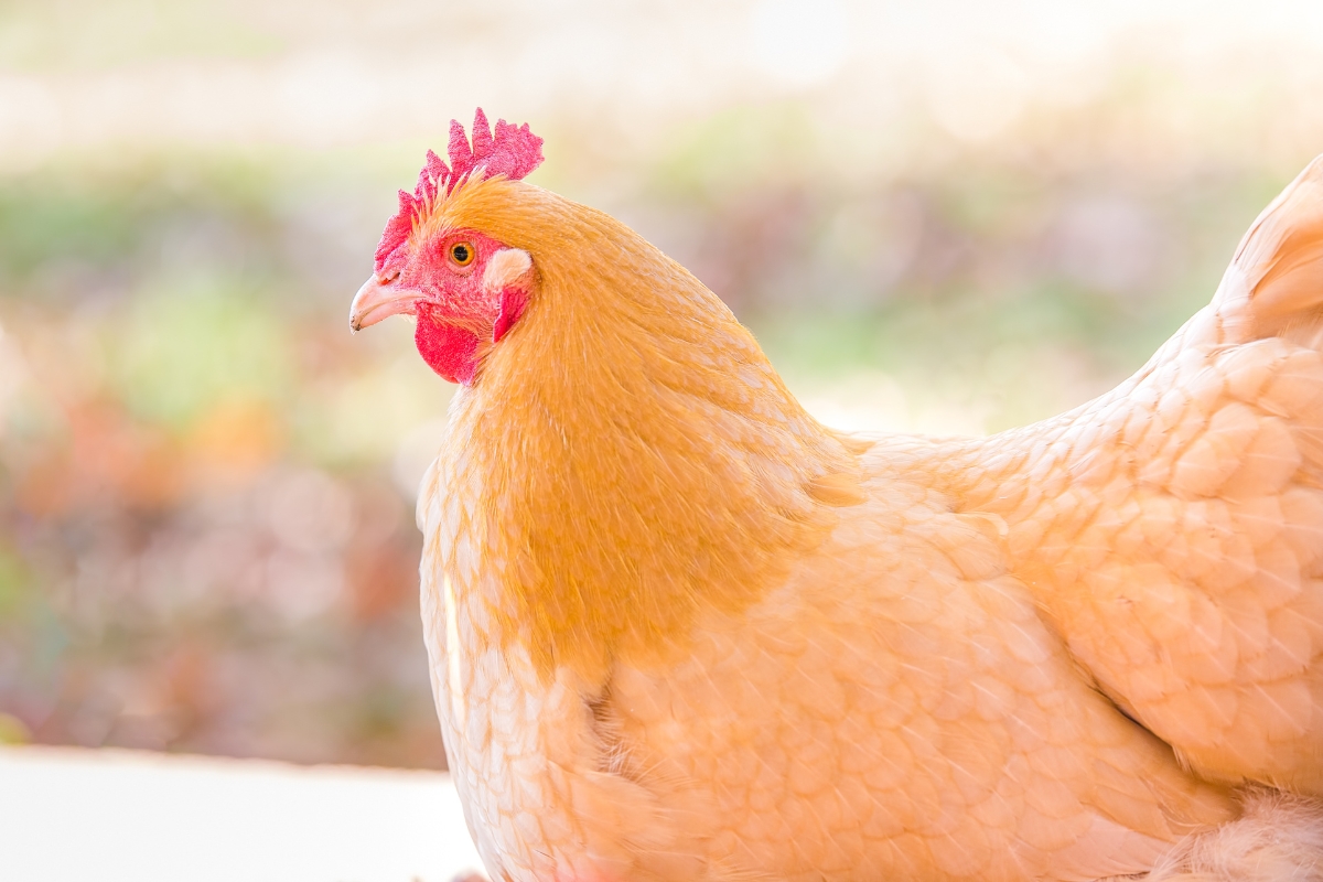 Buff Orpington