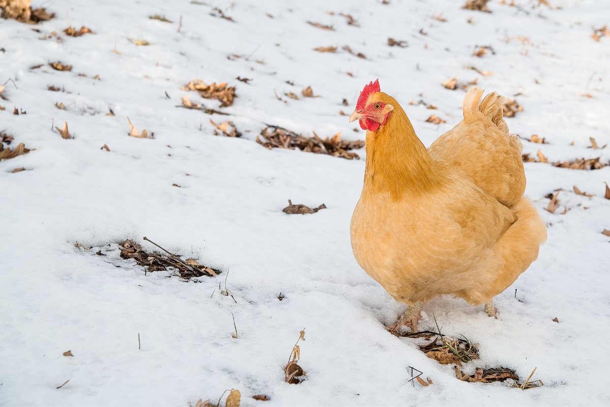 Buff Orpington Hen in Snow