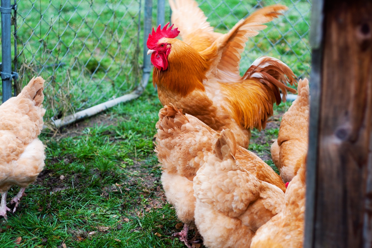 Buff Orpington Flock