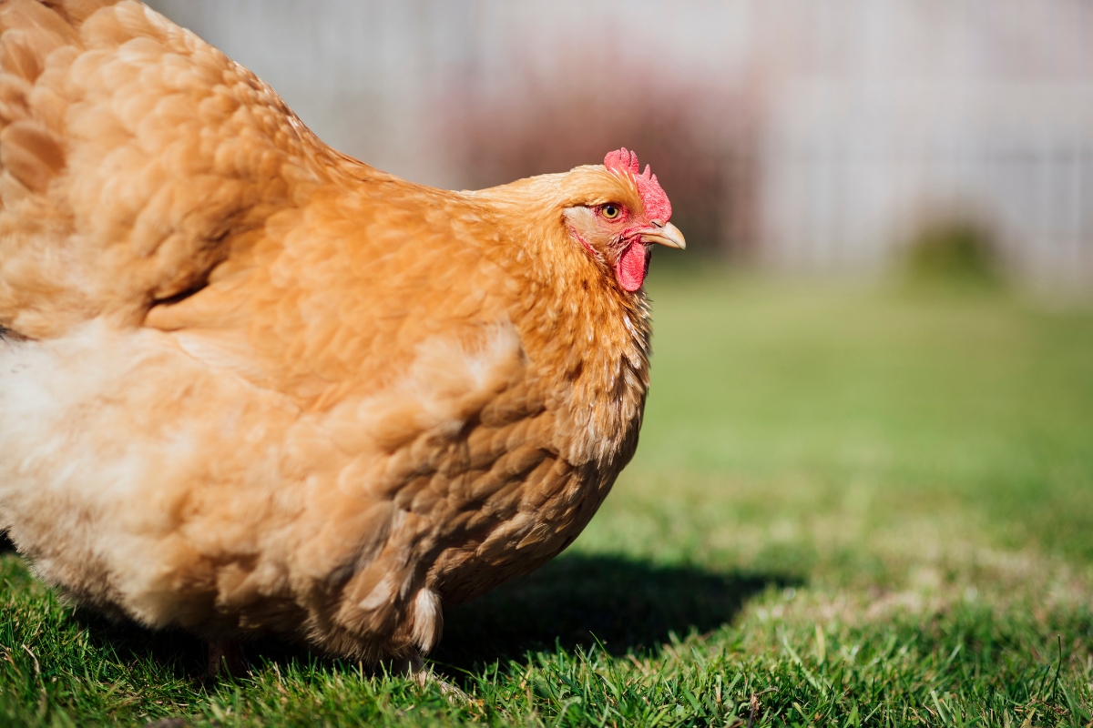 Orpington Chicken Breed Guide