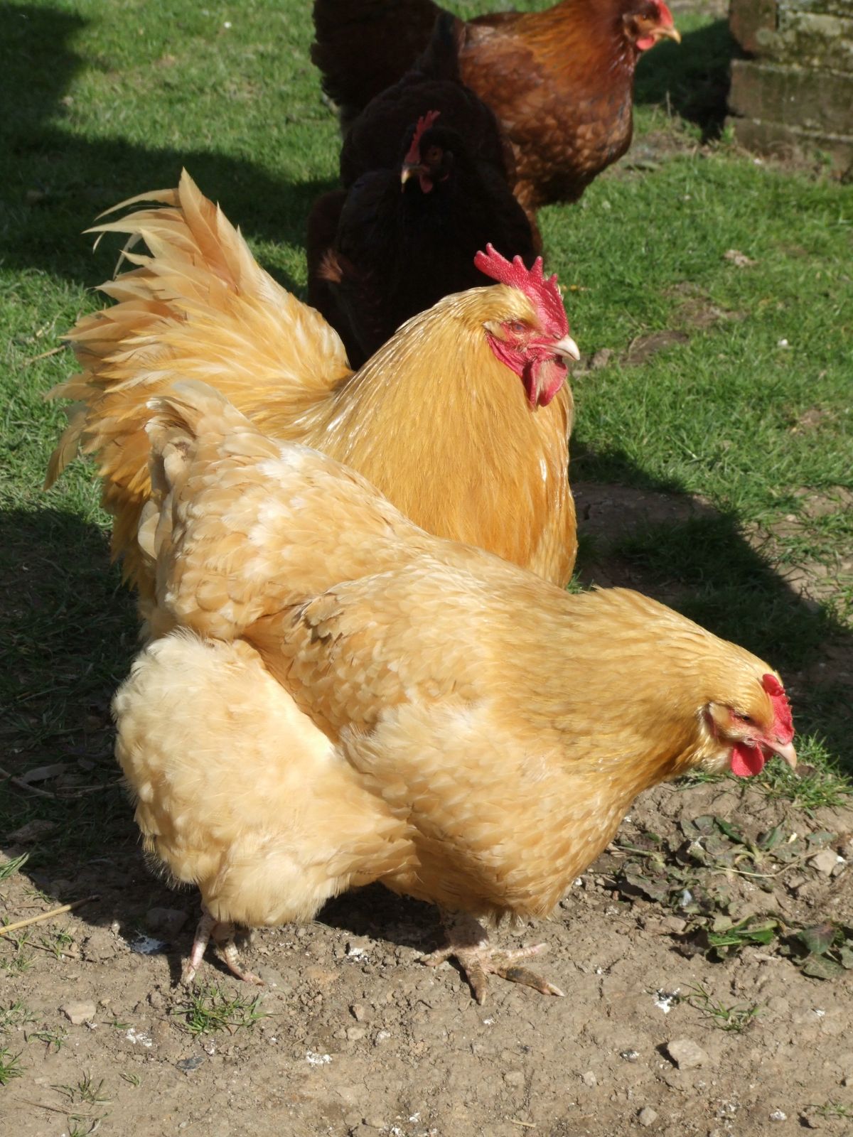 Buff Orpington Hen and Rooster