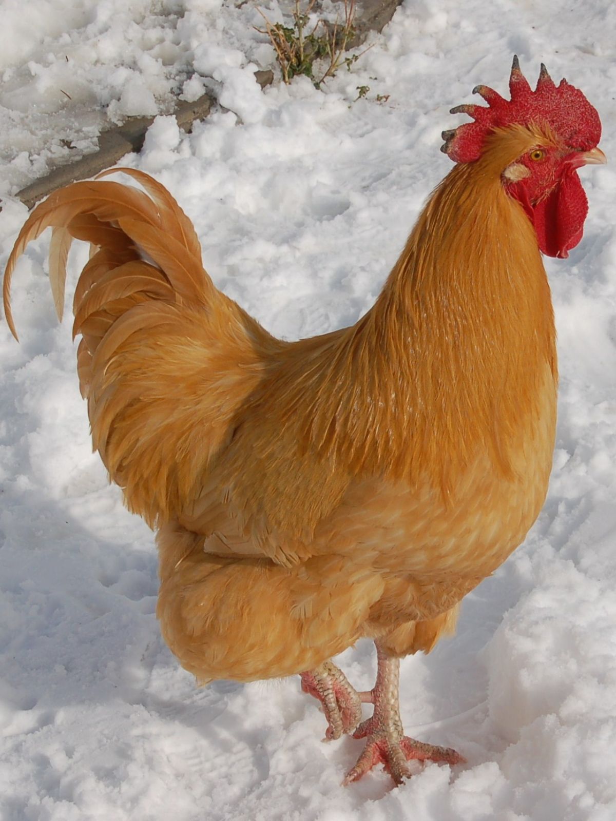 Buff Orpington Rooster in the Snow