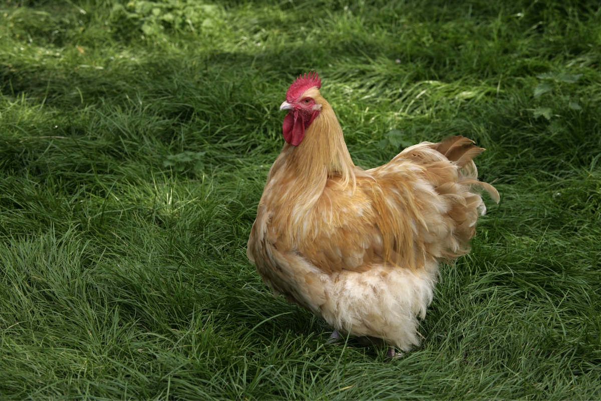Buff Orptington Rooster