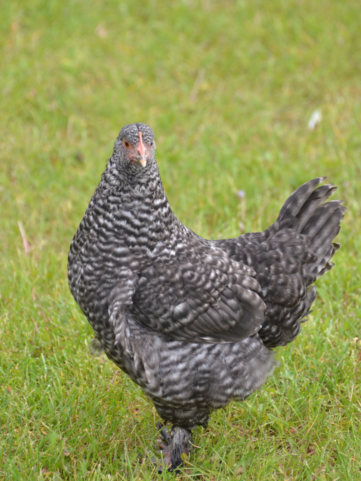 Cuckoo Marans Hen