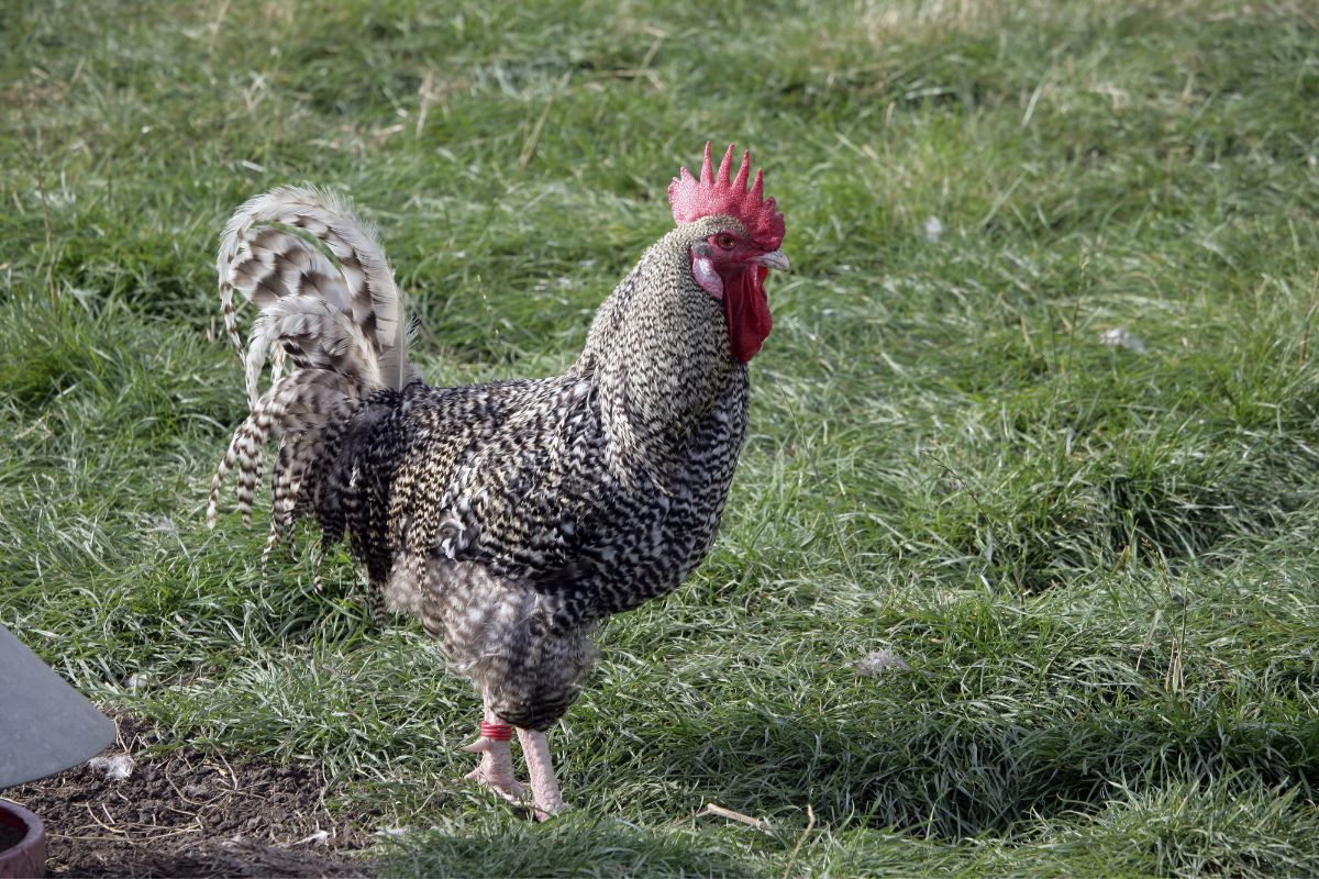 Cuckoo Marans Rooster