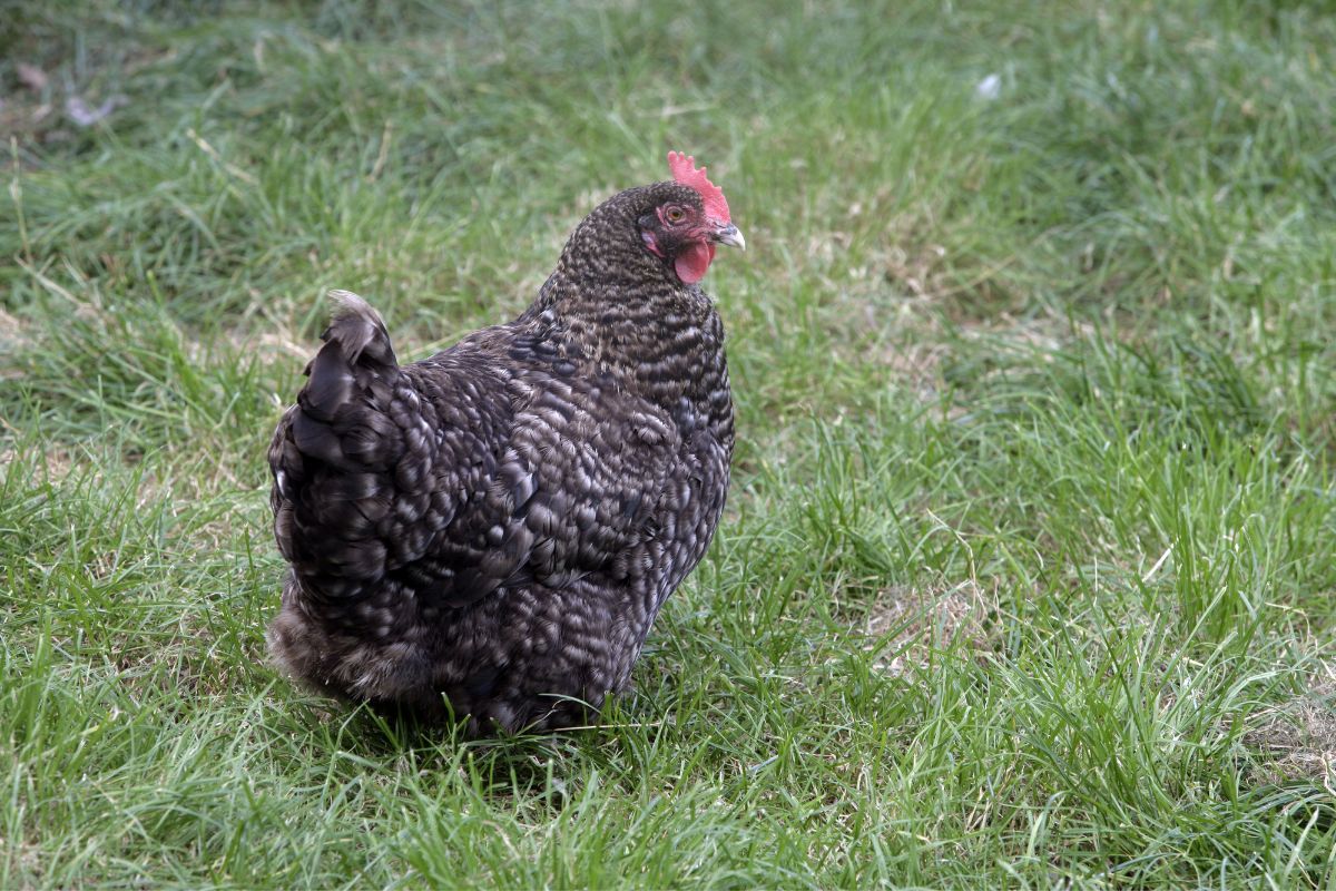Cuckoo Marans Hen