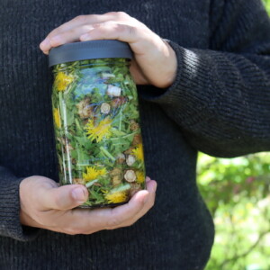 Dandelion Tincture