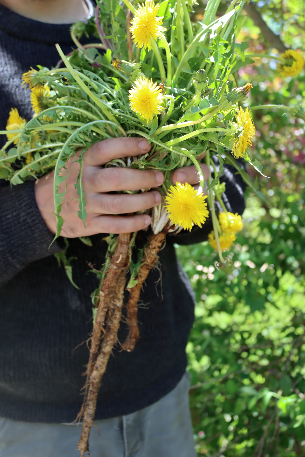 Dandelions for Tincture