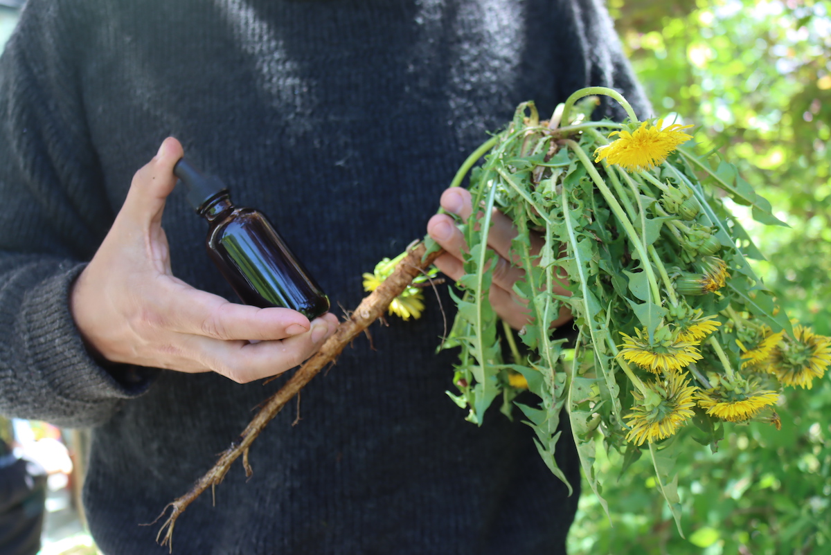 Dandelions for tincture
