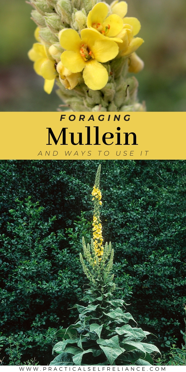 Foraging Mullein