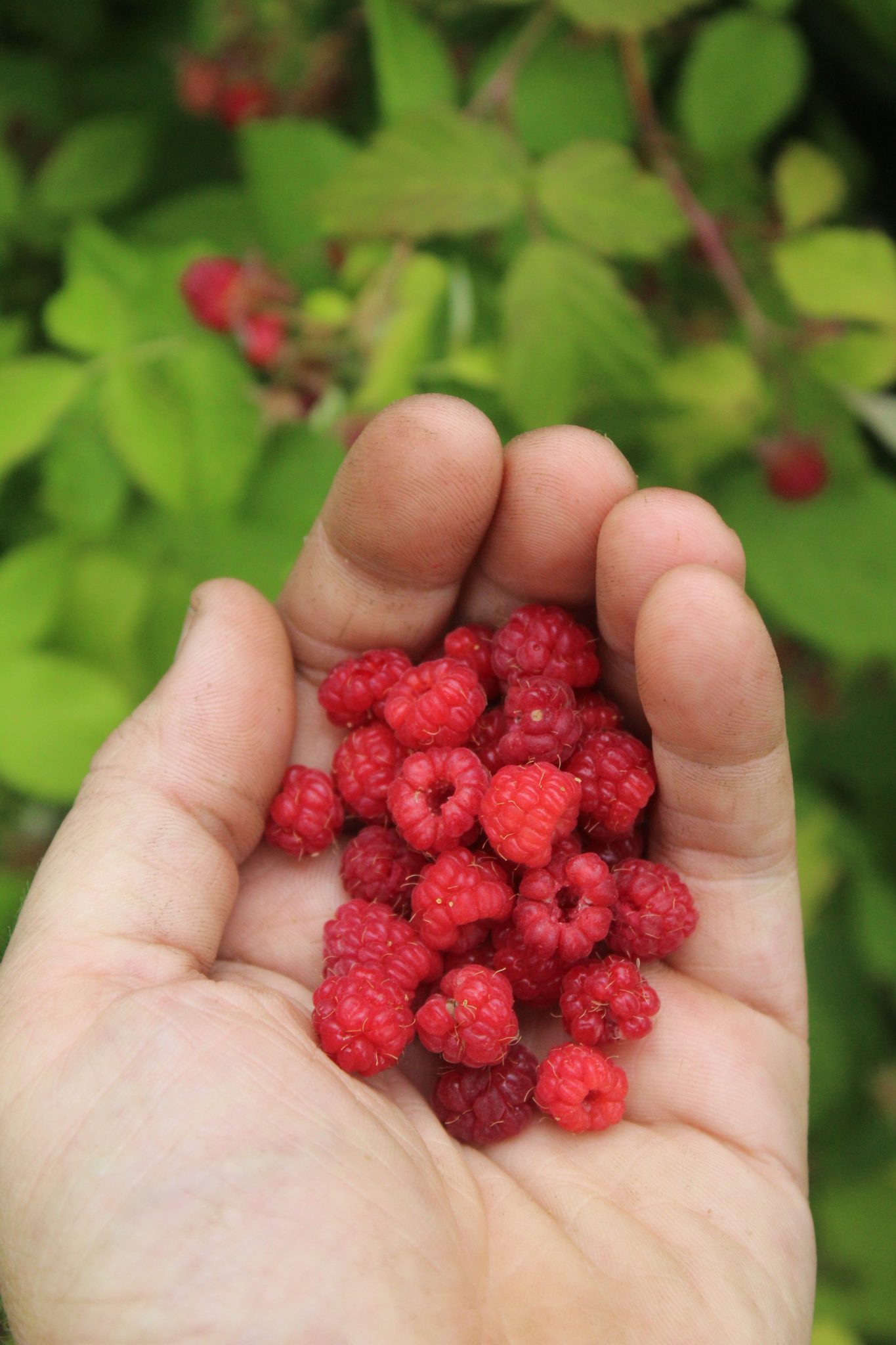 Wild Raspberries
