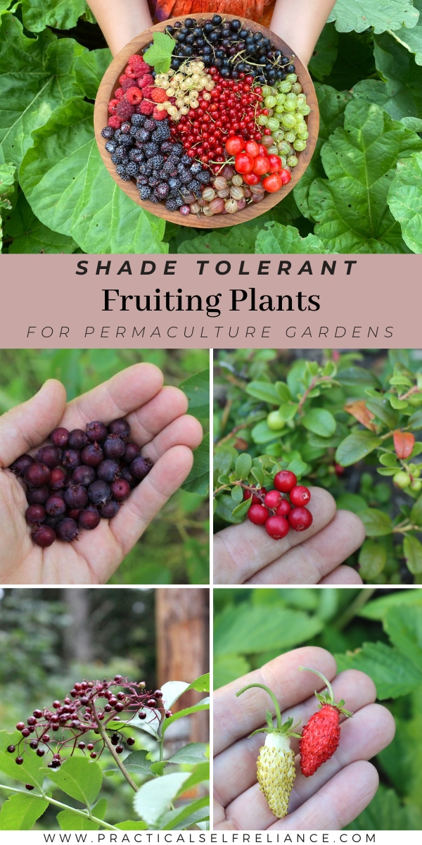 Fruiting Plants That Grow in Shade