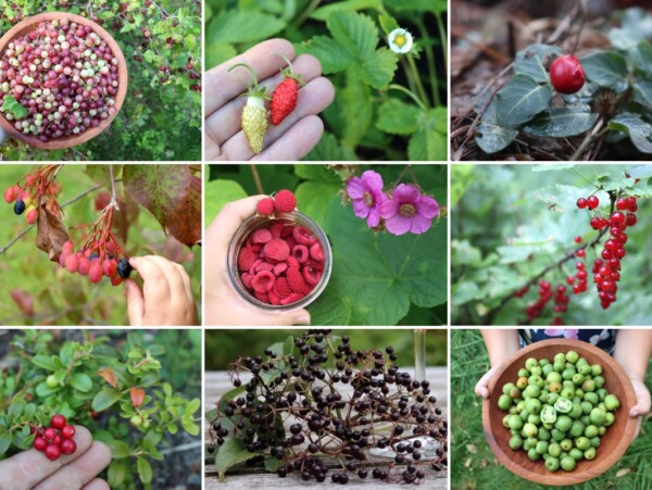 Fruits That Grow in Shade