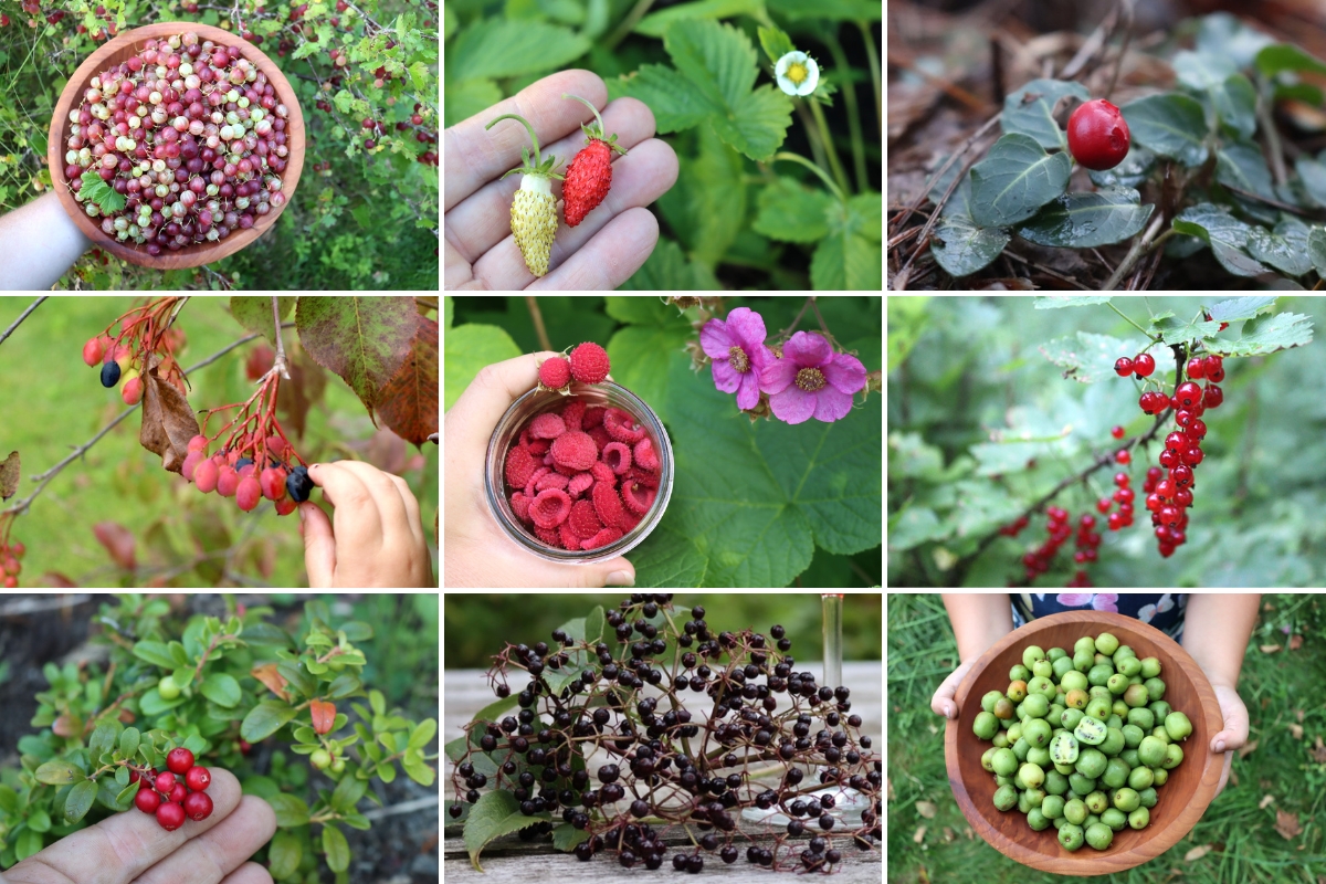 20+ Fruits That Grow in Shade