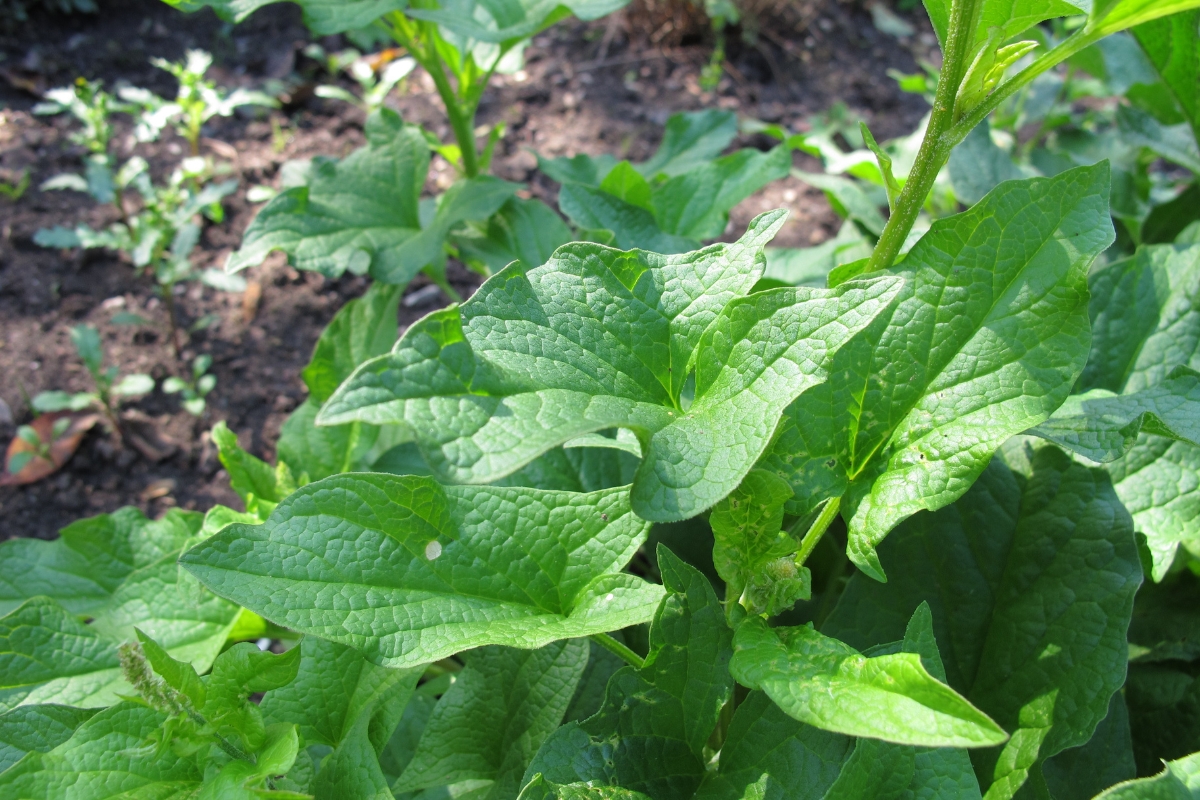 Good King Henry