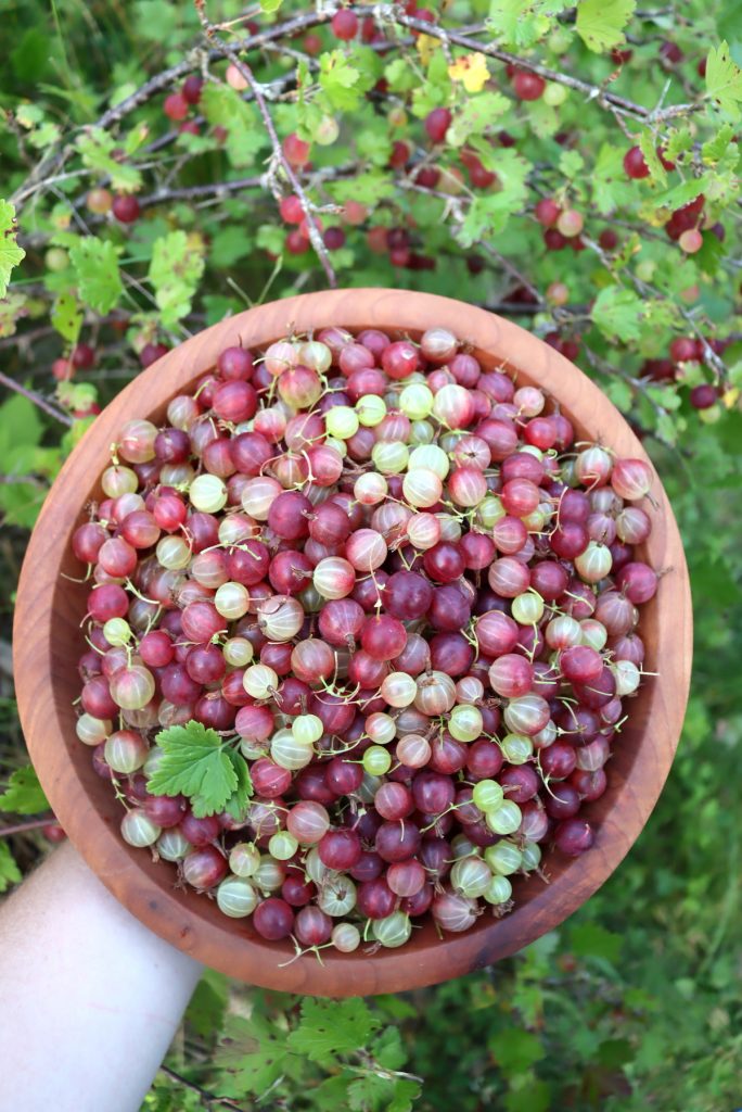 Gooseberries