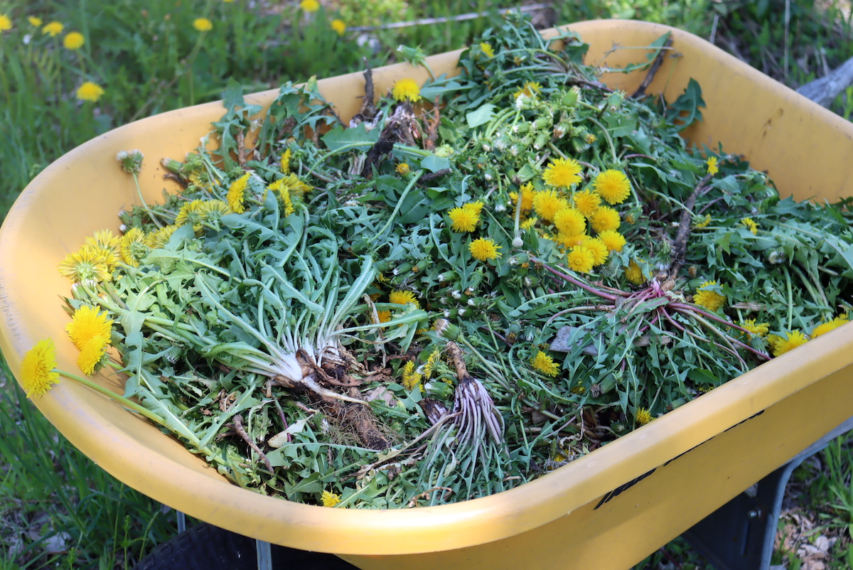 Harvesting Dandelions