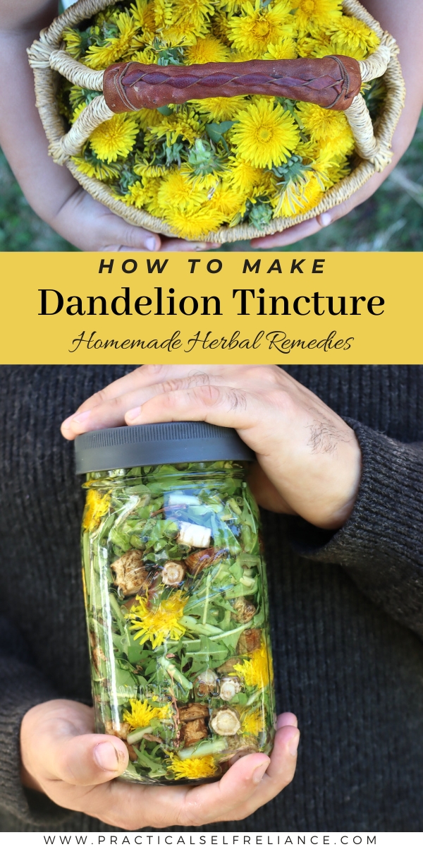 How to Make Dandelion Tincture