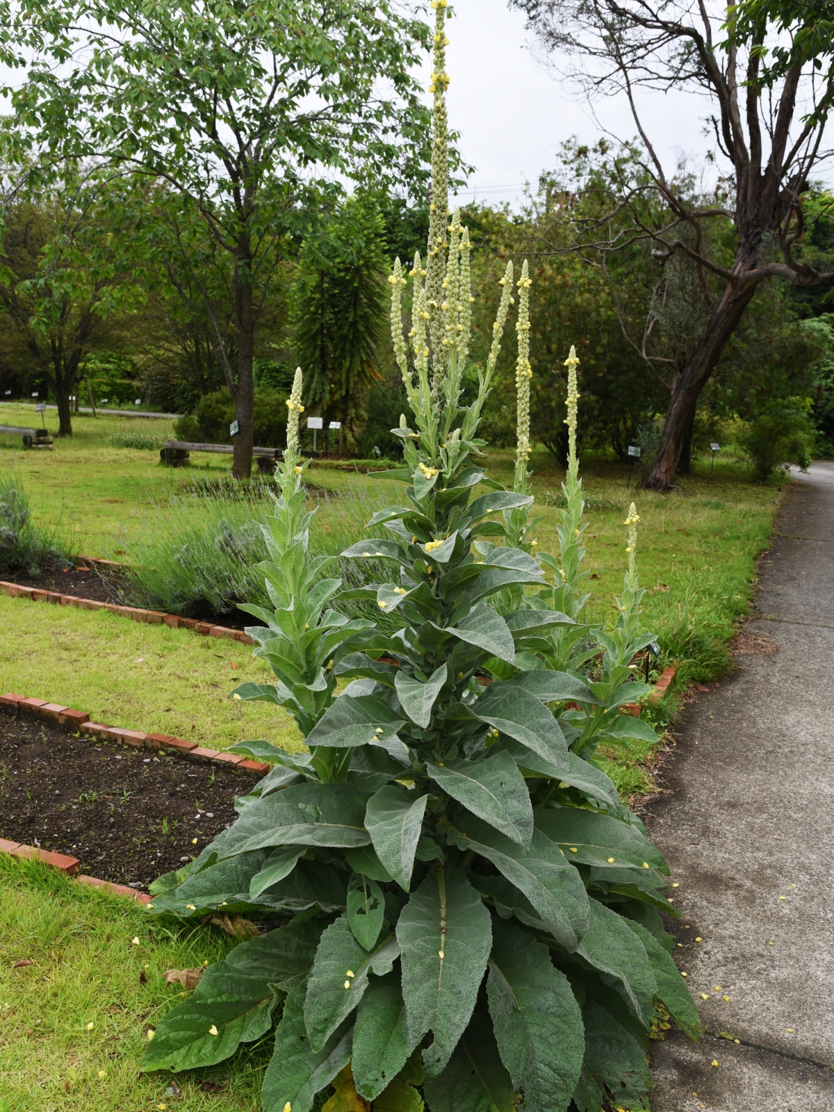 Large Mullein Plant