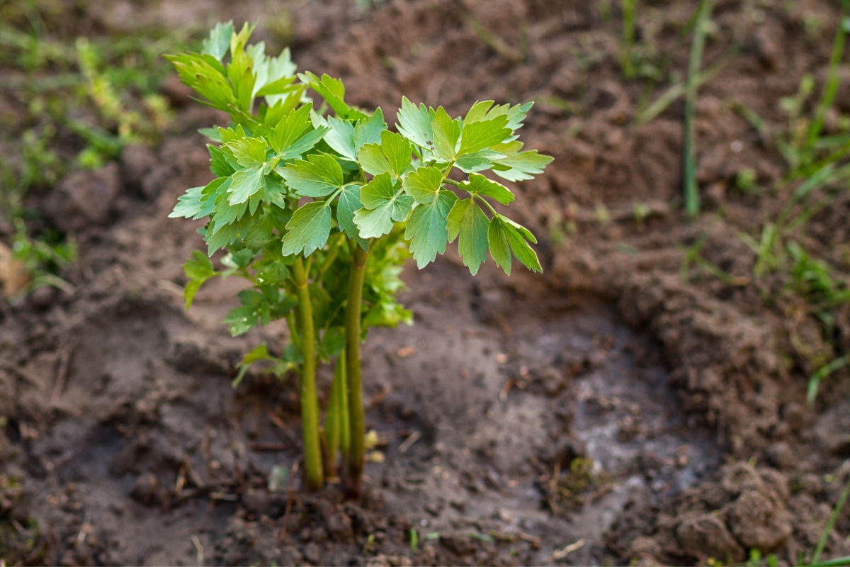 Lovage