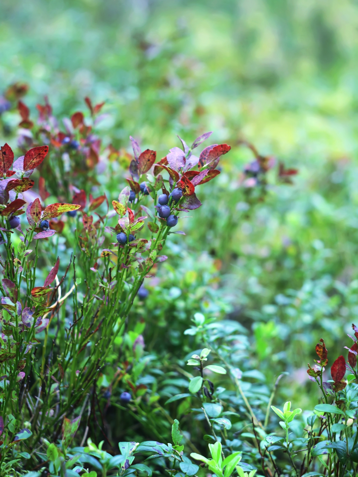 Lowbush Blueberry
