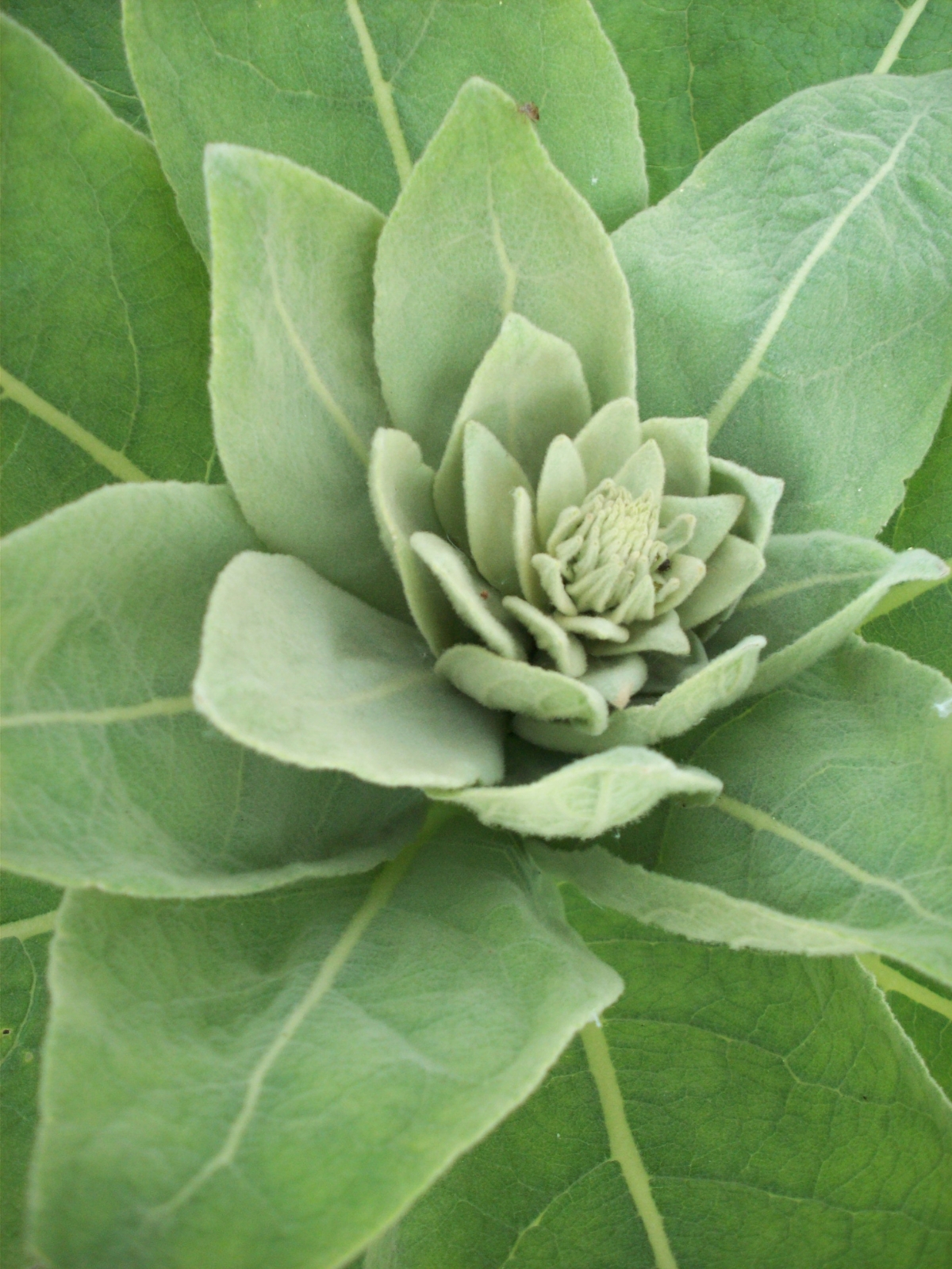 Mullein Leaves