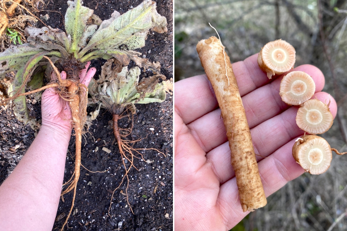 Mullein Root