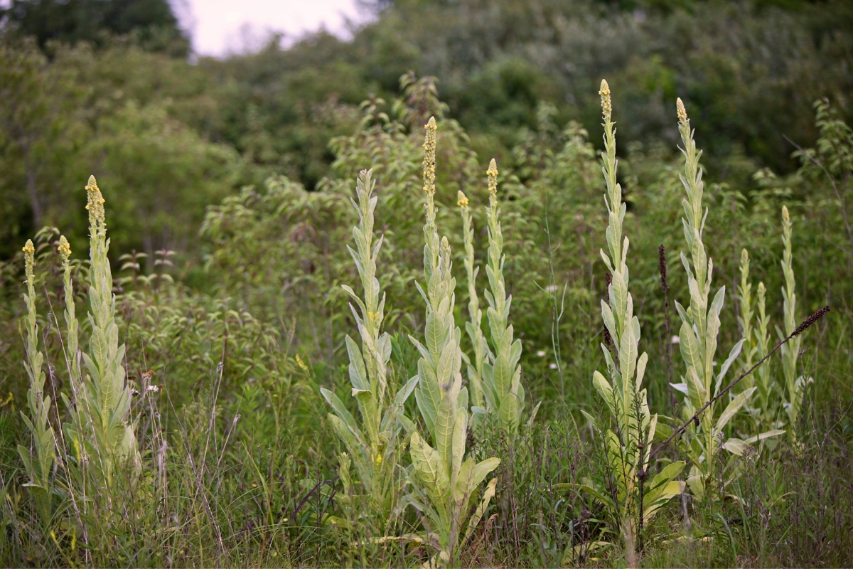 Mullein in Waste Place