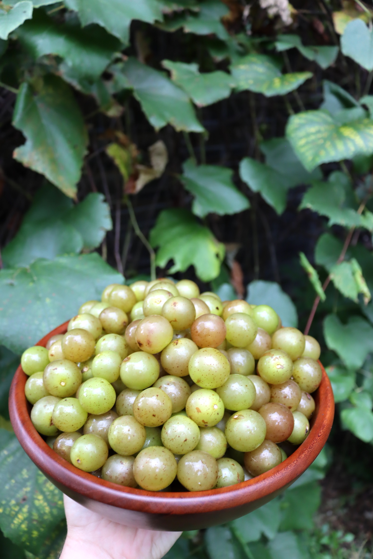 Muscadine Grapes
