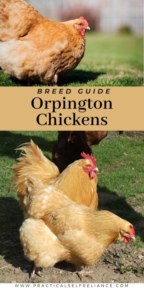Orpington Chicken Breed Guide