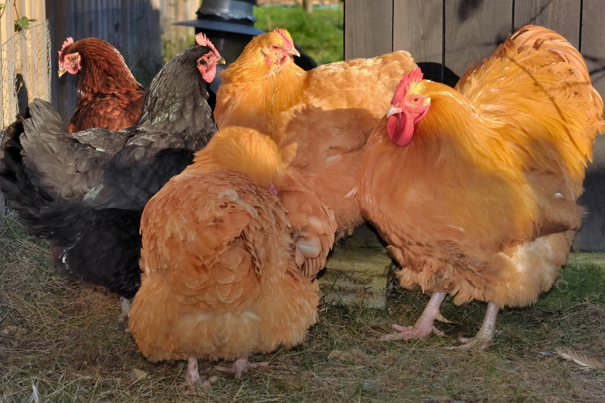 Orpington Chickens