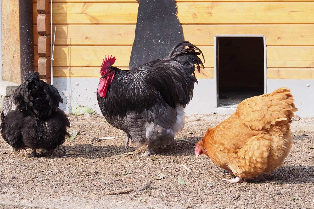 Orpington Mixed Flock