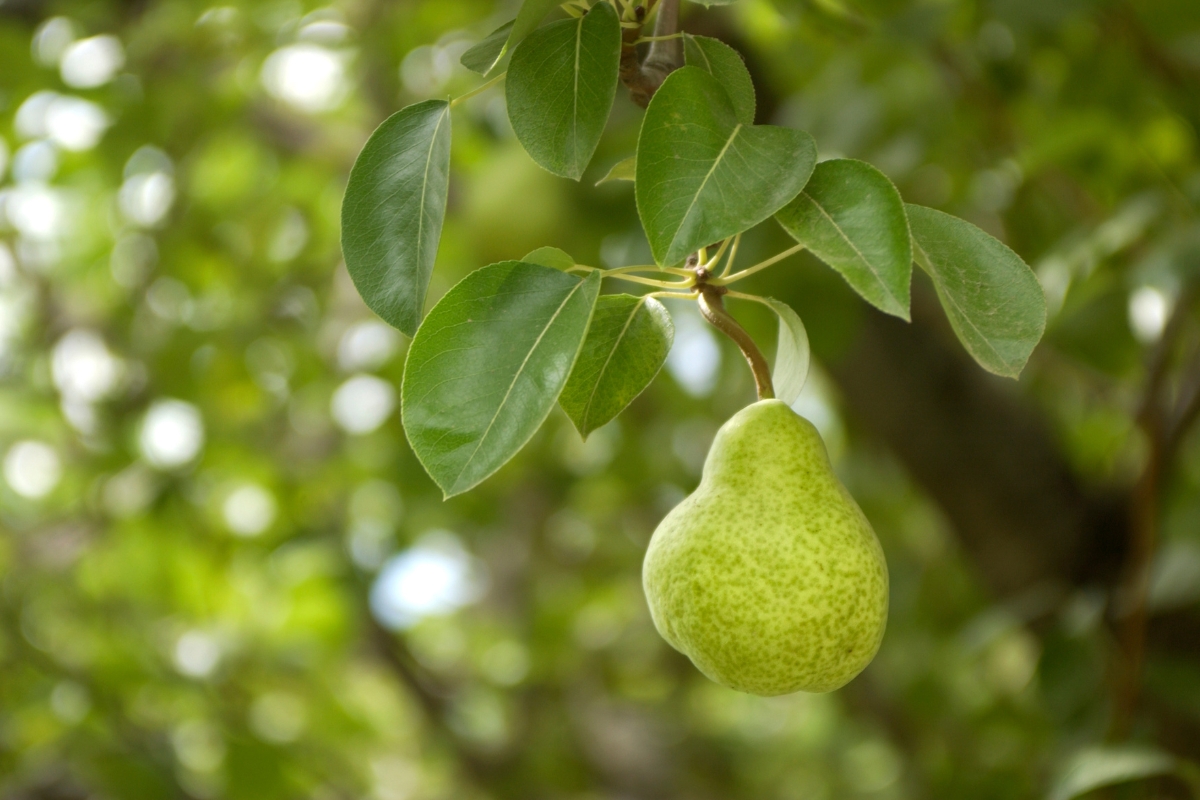Pear
